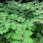 Japanese Knotweed