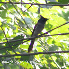 Paradise Flycatcher Female