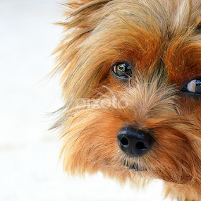 by Tupu Kuismin - Animals - Dogs Portraits
