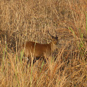 Hog Deer