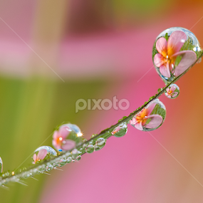 Take a bow by Citra Hernadi - Nature Up Close Natural Waterdrops