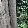 Batik Spider