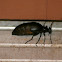 Buttercup Oil Beetle