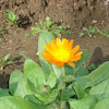 calendula