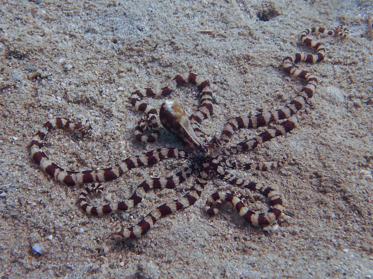 Mimic Octopus