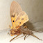 Huntsman spider and Tiger moth