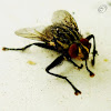 Flesh Fly