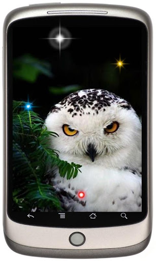 Owl Collection live wallpaper