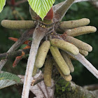 Cecropias or Trumpet Tree