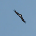 White-headed Vulture