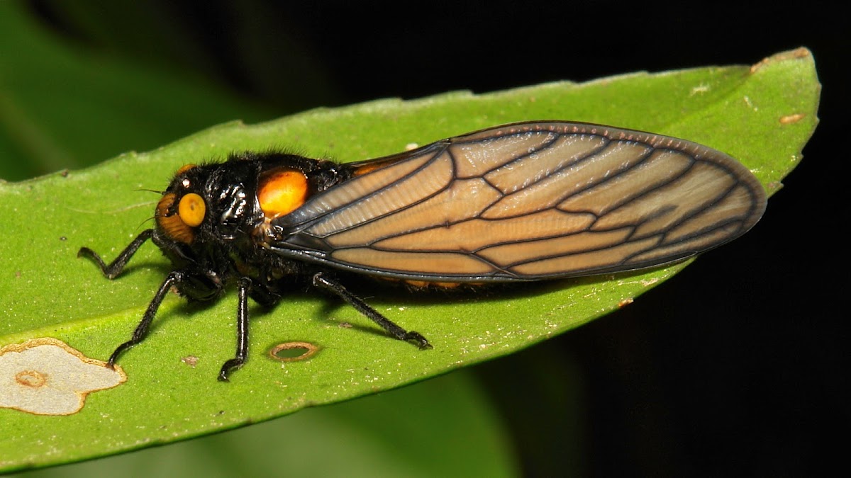 Black and Golden Cicada