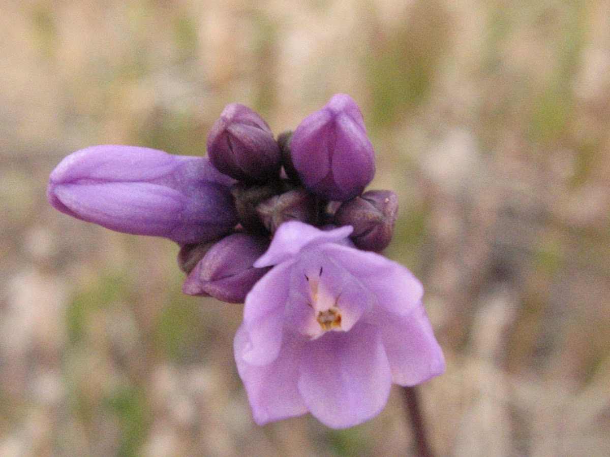 Desert Hyacinth or Blue Dicks