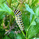 Black swallowtail