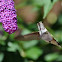 Rufous hummingbird