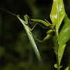 African Mantis