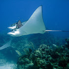 Spotted eagle ray