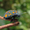 Spotted shield bug