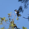 Eurasian Magpie  喜鵲