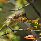 Ruby-crowned Kinglet