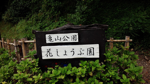 亀山公園 花しょうぶ園