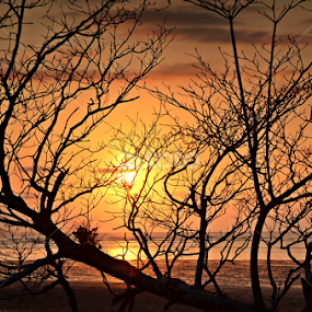 by Sim Sherina - Landscapes Forests