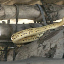 Guarda Camino - Shaw's dark ground snake