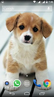 Cute Little Puppies Wallpapers Screenshots 22