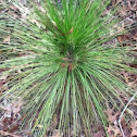 Longleaf pine