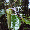 Jack in the pulpit