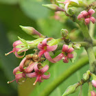 Cashew flower