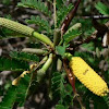 Acacia flower
