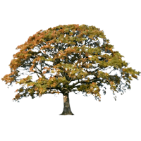 Oak Tree Fall Sticker