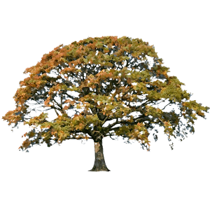 Oak Tree Fall Sticker.apk 1.0