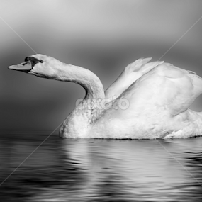 SWAN  by Raj Nandi - Black & White Animals