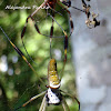 Araña de Seda Dorada - Golden Silk Spider
