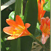 Orange Bush Lily