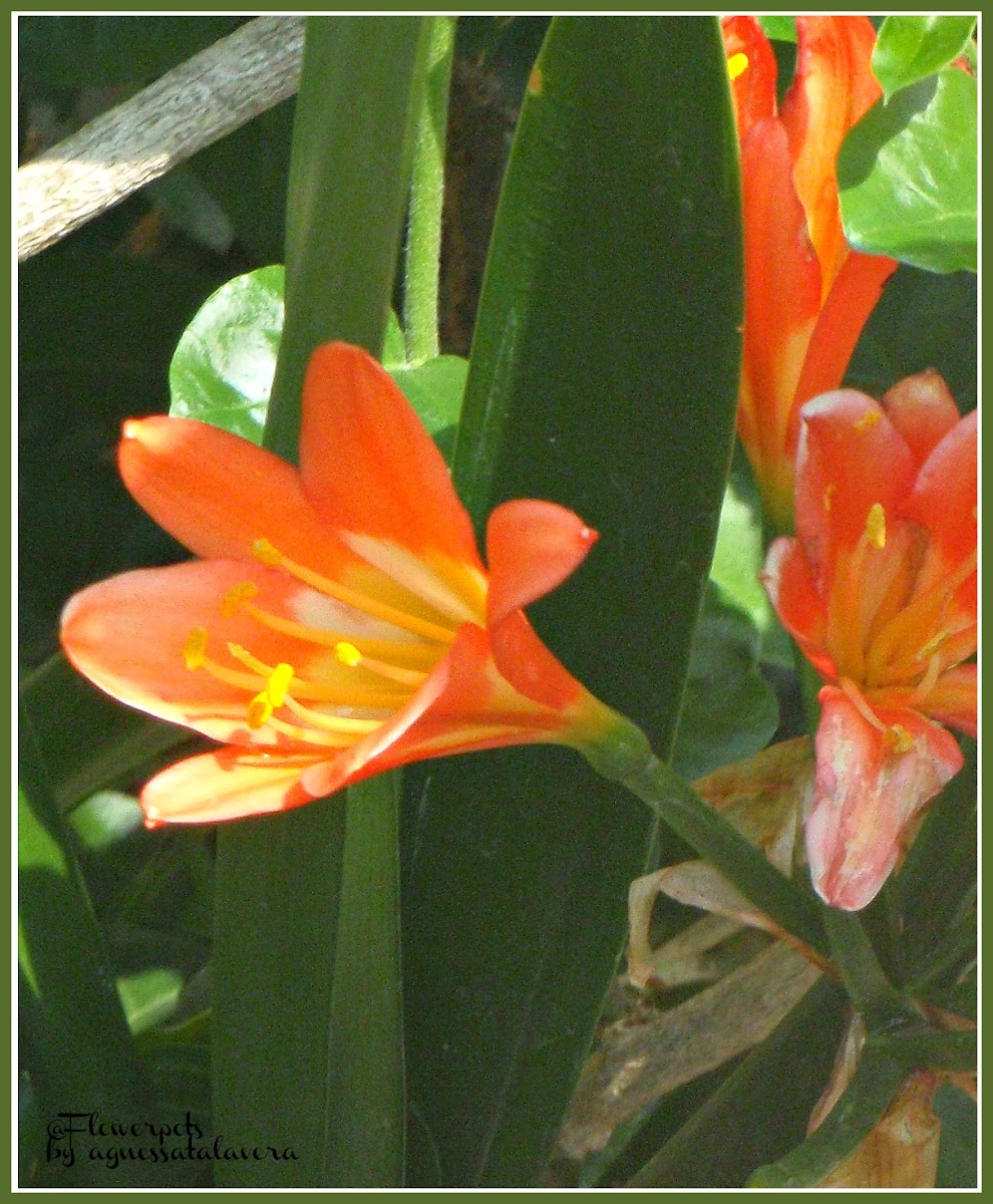 Orange Bush Lily