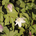 Wood Anemone