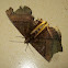 Goldback Owlet Moth