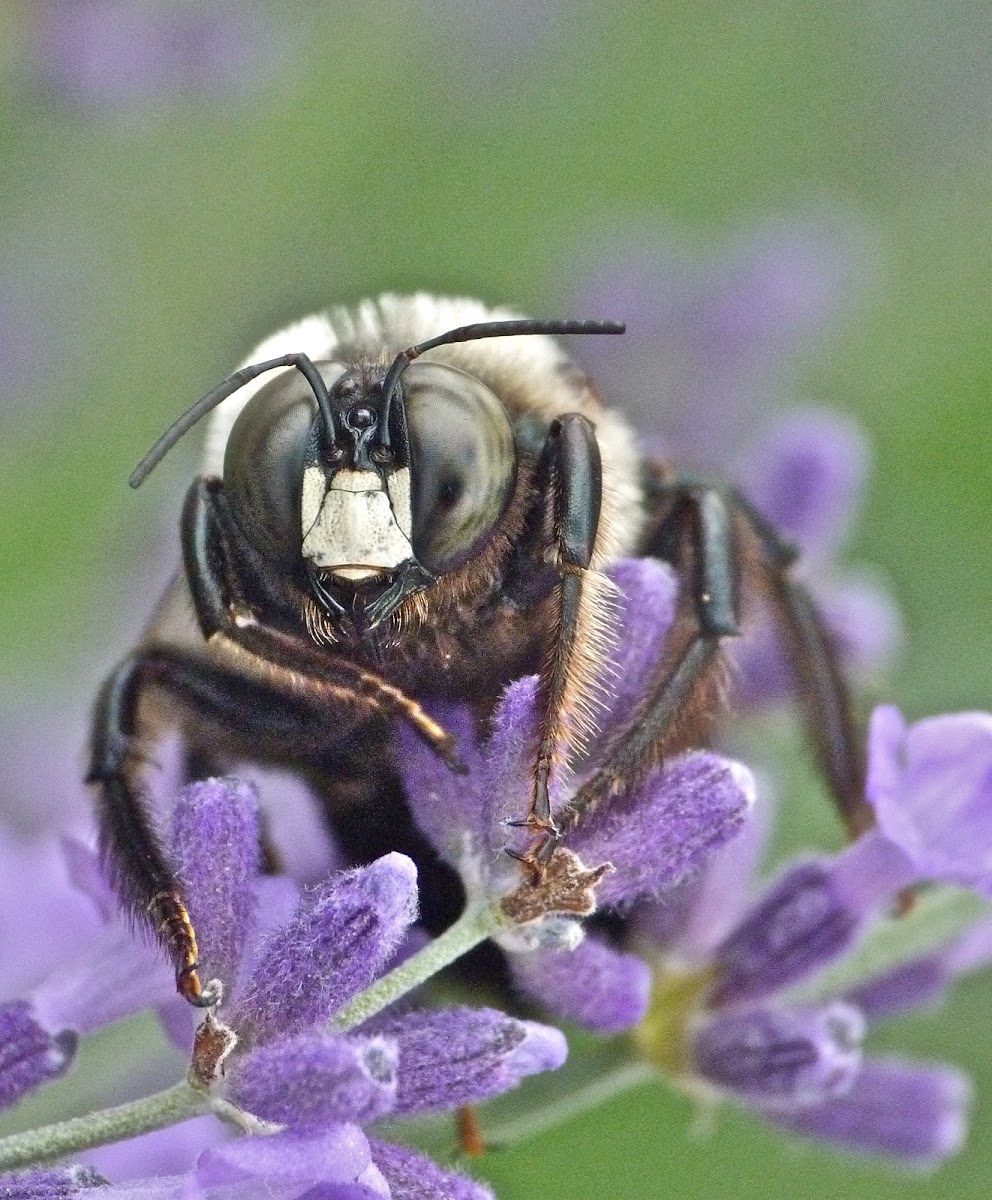 Eastern carpenter bee subspecies