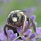 Eastern carpenter bee subspecies
