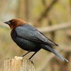 Brown-headed Cowbird