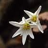 Unknown Liliaceae