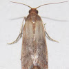 Indian Meal Moth, (worn).