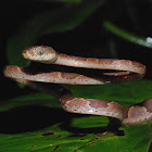 Blunt-headed tree snake