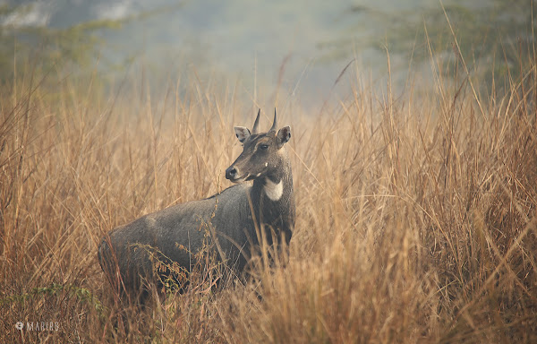 Blue bull antelope (Nilgai) | Project Noah