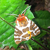 Garden Tiger Moth