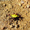Kite Spider Gasteracantha Versicolor