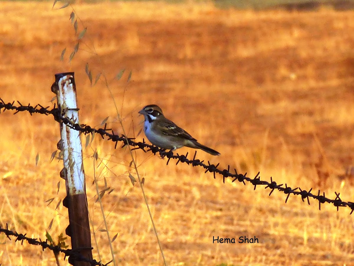 Lark sparrow