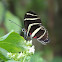 Zebra Longwing Butterfly